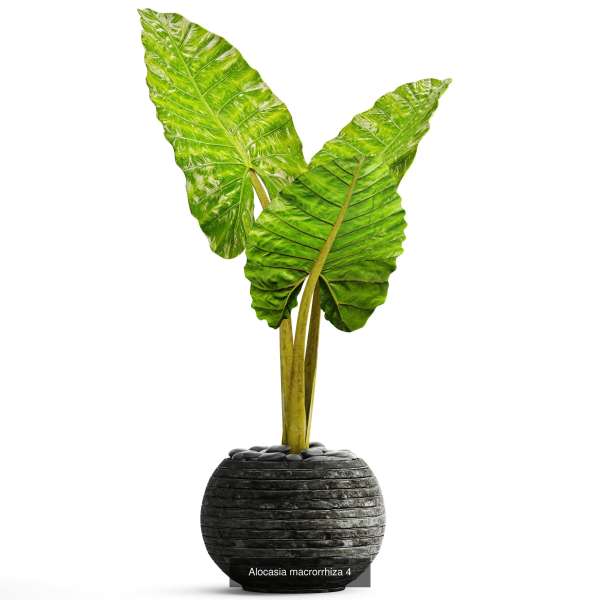 Collection of plants in pots for street and interior decor