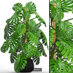 Collection of plants in pots for street and interior decor