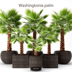 Collection of plants in pots for street and interior decor