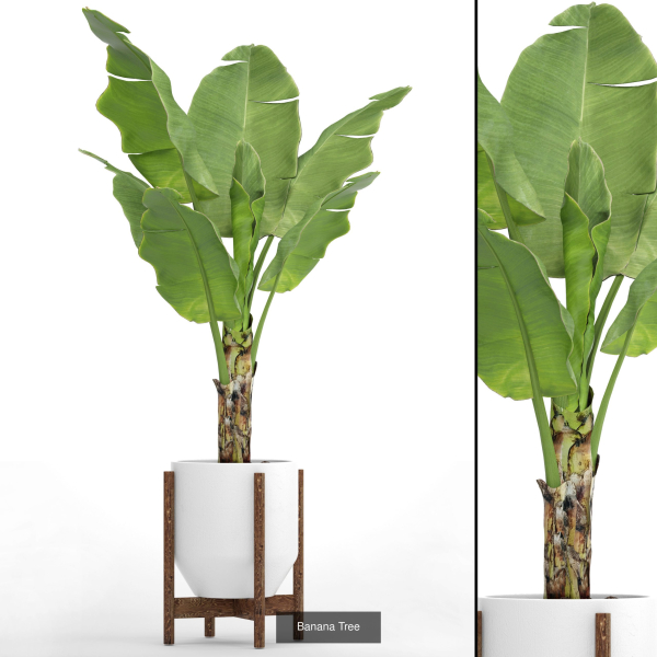 Collection of plants in pots for street and interior decor