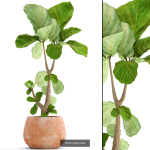 Collection of plants in pots for street and interior decor