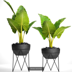 Collection of plants in pots for street and interior decor