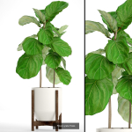 Collection of plants in pots for street and interior decor