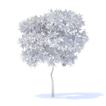 Pear Tree with Fruits 3D Model