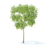 Pear Tree with Fruits 3D Model