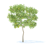 Pear Tree with Fruits 3D Model
