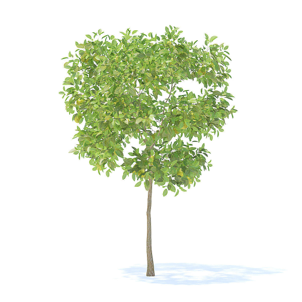 Pear Tree with Fruits 3D Model