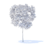 Pear Tree with Fruits 3D Model