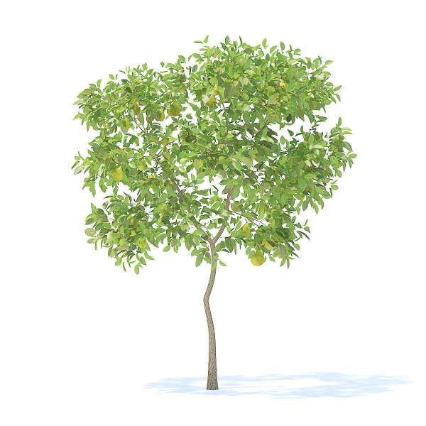 Pear Tree with Fruits 3D Model