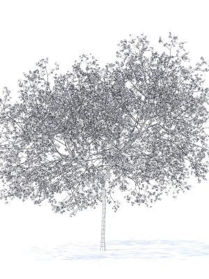Peach Tree with Flowers 3D Model