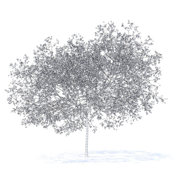 Peach Tree with Flowers 3D Model