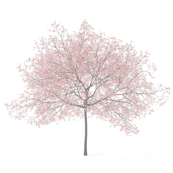 Peach Tree with Flowers 3D Model