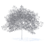 Peach Tree with Flowers 3D Model