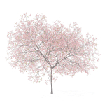 Peach Tree with Flowers 3D Model