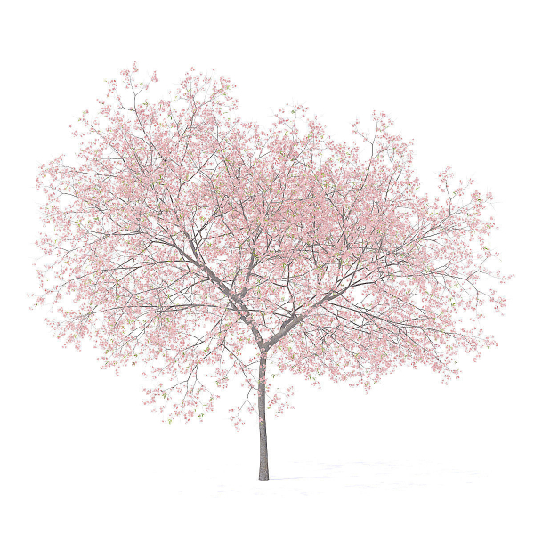 Peach Tree with Flowers 3D Model