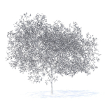 Peach Tree with Flowers 3D Model