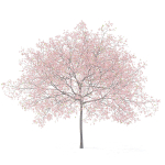 Peach Tree with Flowers 3D Model