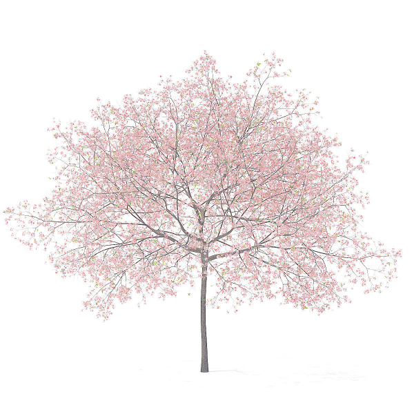Peach Tree with Flowers 3D Model