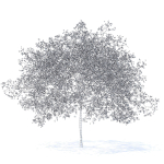 Peach Tree with Flowers 3D Model