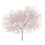 Peach Tree with Flowers 3D Model