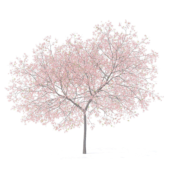 Peach Tree with Flowers 3D Model