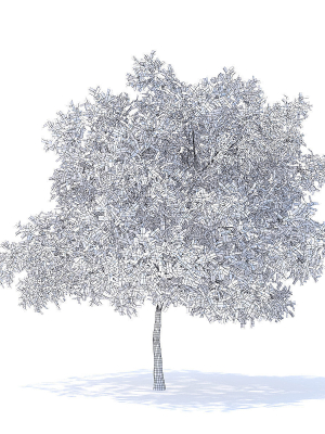 Pear Tree with Flowers 3D Model