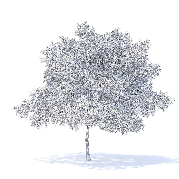Pear Tree with Flowers 3D Model
