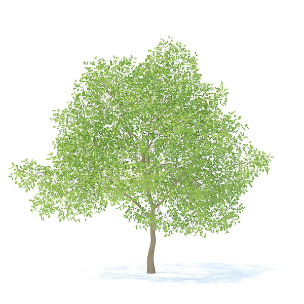 Pear Tree with Flowers 3D Model