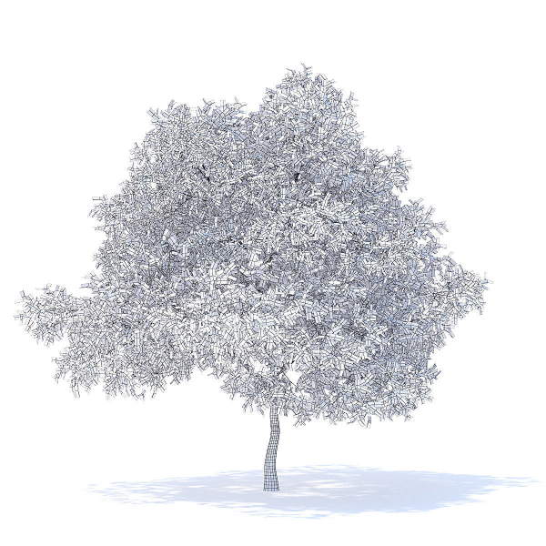 Pear Tree with Flowers 3D Model