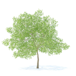 Pear Tree with Flowers 3D Model