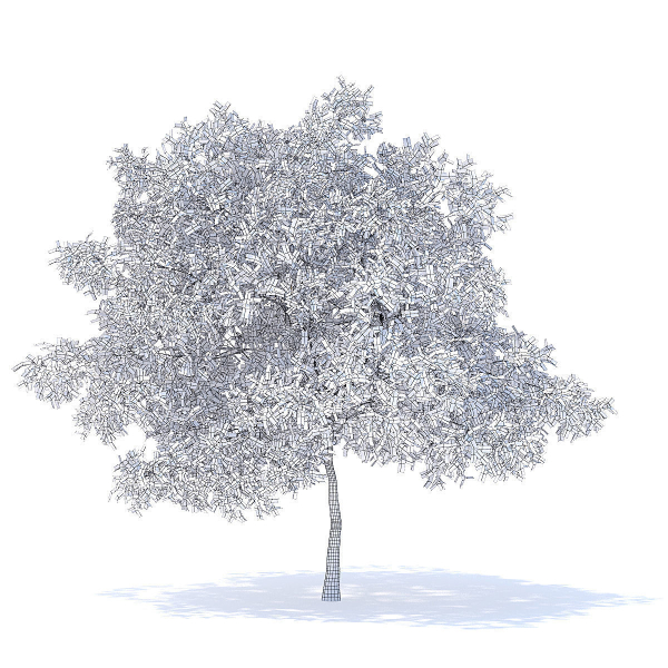 Pear Tree with Flowers 3D Model