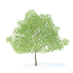 Pear Tree with Flowers 3D Model