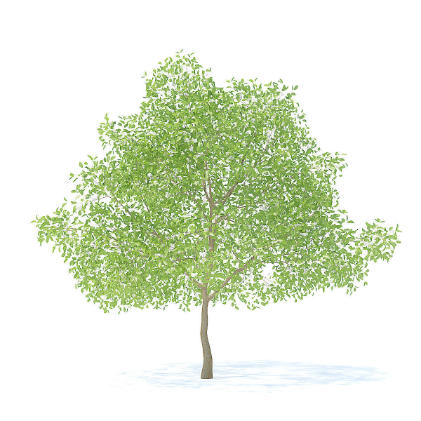 Pear Tree with Flowers 3D Model