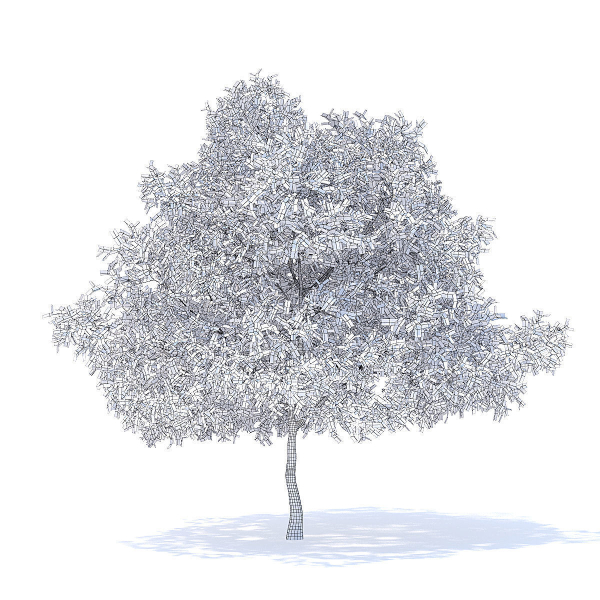 Pear Tree with Flowers 3D Model