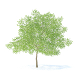Pear Tree with Flowers 3D Model