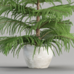 3d Norfolk pine vol 33