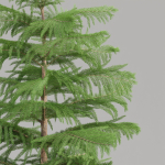 3d Norfolk pine vol 33