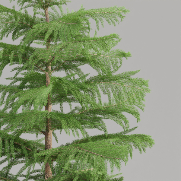 3d Norfolk pine vol 33