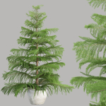3d Norfolk pine vol 33