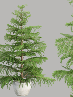 3d Norfolk pine vol 33