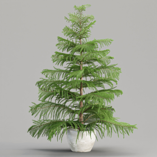 3d Norfolk pine vol 33