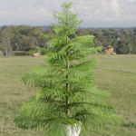 3d Norfolk pine vol 33