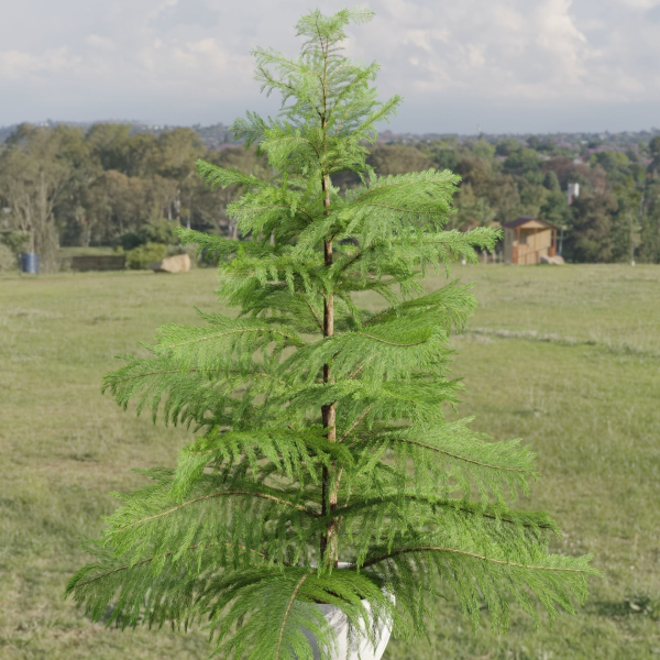 3d Norfolk pine vol 33