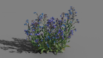 Large Blue Alkanet VFX Grace