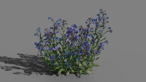 Large Blue Alkanet VFX Grace