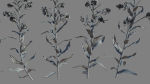 Large Blue Alkanet VFX Grace