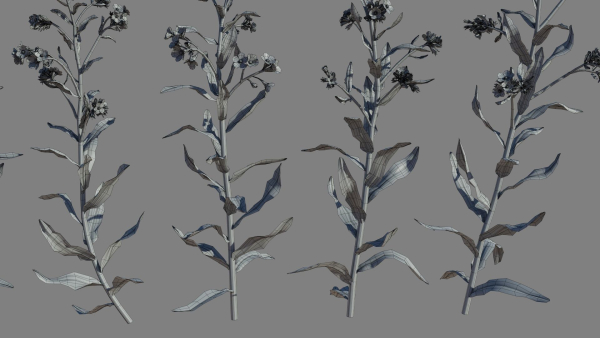 Large Blue Alkanet VFX Grace