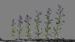 Large Blue Alkanet VFX Grace
