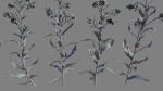 Large Blue Alkanet VFX Grace