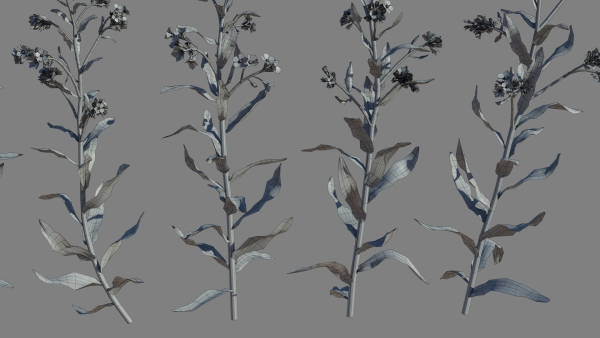 Large Blue Alkanet VFX Grace